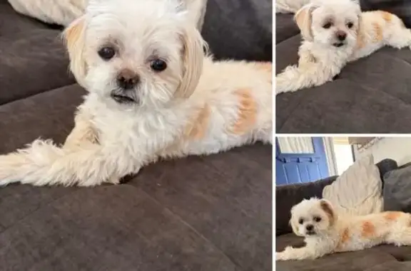 Lost Shih Tzu: No Tail, Brown Spots