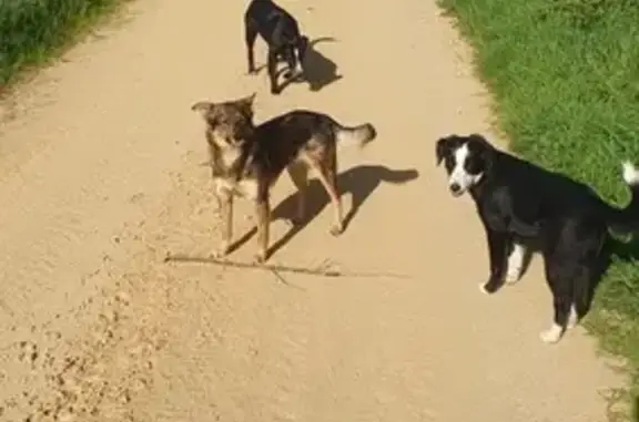 Chien perdu à Bonnac, Auvergne-Rhône-Alpes - photo