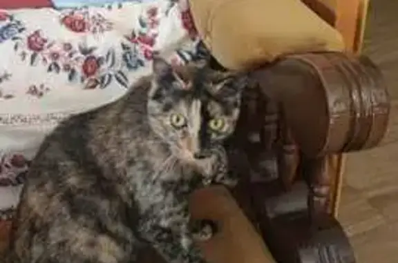 Urgente: Gata Perdida en Torrijos, Medicada