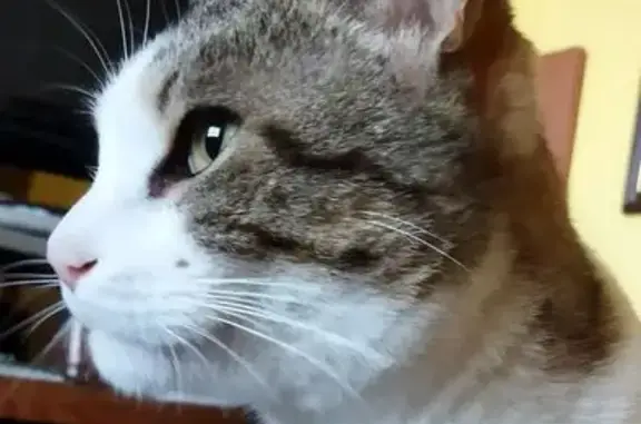 Chat tigré et blanc perdu à Vestric - photo