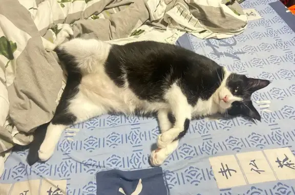 Chat perdu noir et blanc à Sainte-Pazanne - photo