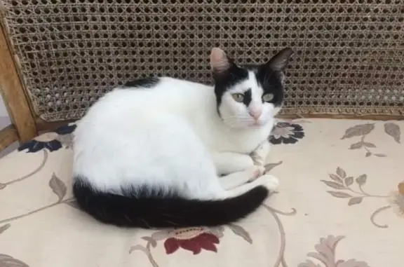 Chat perdu, Bessines-sur-Gartempe, photo: Chatte perdue, blanche/noire, collier rose