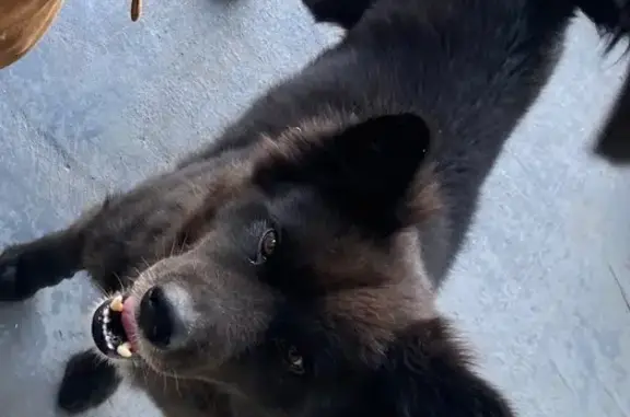 Lost pets Houston, photo: Lost Dog: Sweet Black & Brown in Houston