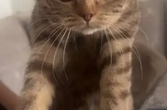 Chatte beige et marron perdue à Montauban - photo