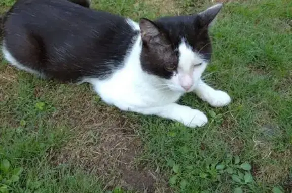 Chat trouvé Jargeau, photo: Chat mâle sociable trouvé à Jargeau