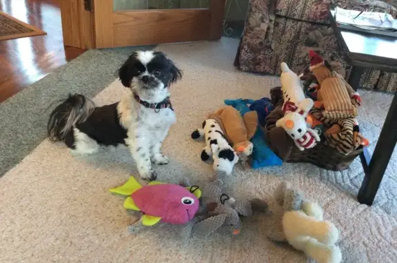 Missing dog Winsted, photo: Lost Shih Tzu: Elderly, Black & White
