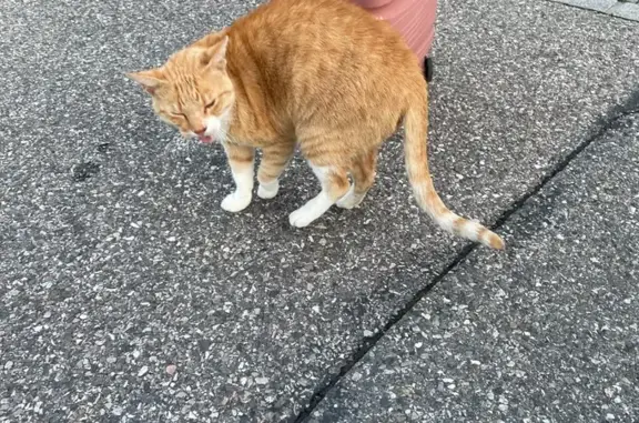 Chat roux trouvé Rue des Pommaries, Annecy - photo