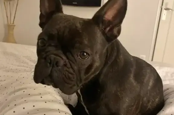 Chien perdu Tonneins, photo : Chien perdu : Bouledogue femelle à Tonneins