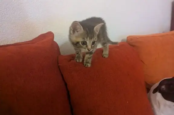 Chaton tigré perdu à Perpignan - photo