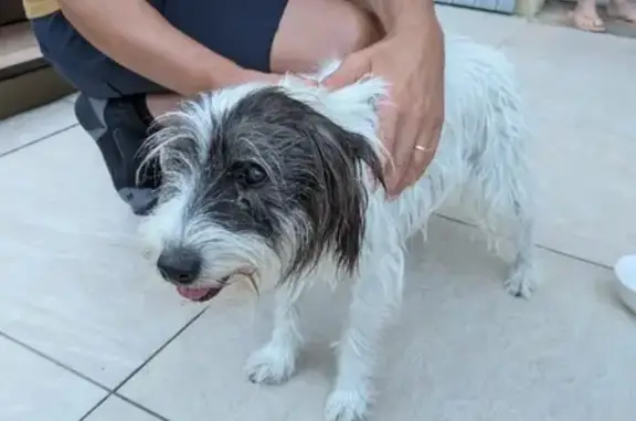 Animaux trouvés , photo: Petit chien noir et blanc trouvé à Excenevex