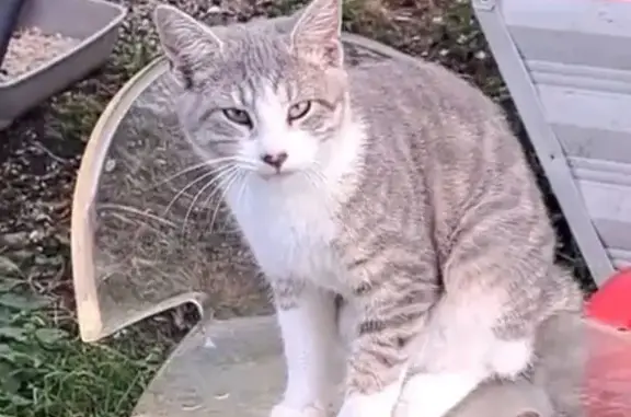 Animaux perdus Sulniac, photo: Chatte grise perdue à Sulniac