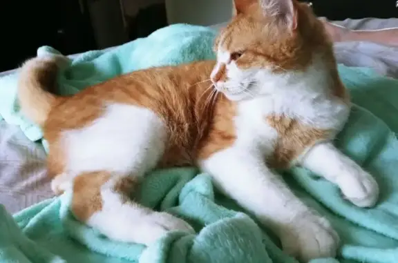 Lost Cat Alert: Orange/White on Becker Ave