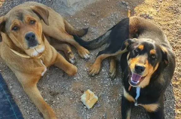 Perros Perdidos en Alcácer: ¡Ayúdanos a Encontrarlos!