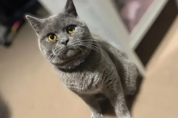 Help Find Tandra's Scarred Cat in Bletchley