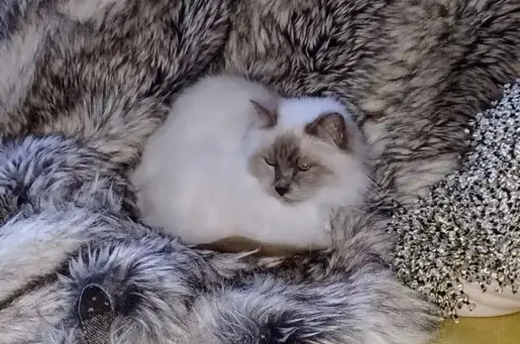 Chatte sacrée de Birmanie perdue à Belfort - photo