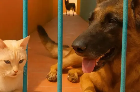Perros perdidos, Nuevo Laredo, foto: Perro Perdido: Manso y Cariñoso en Nuevo Laredo