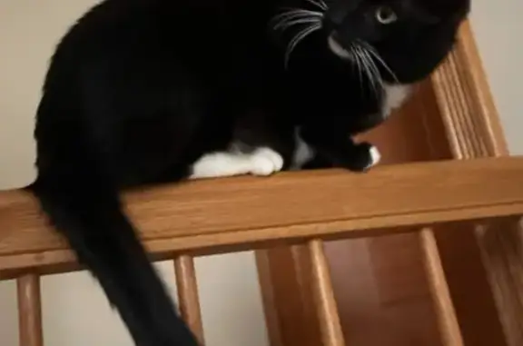 Lost Tuxedo Cat 'Socks' in Springville
