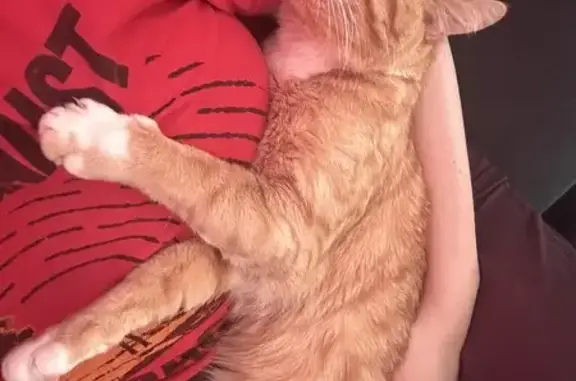 Missing cat DeKalb, photo: Friendly Yet Skittish Cat Lost in DeKalb