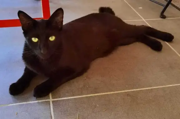 Chat noir perdu, 1 an, Rue des Benjamins - photo