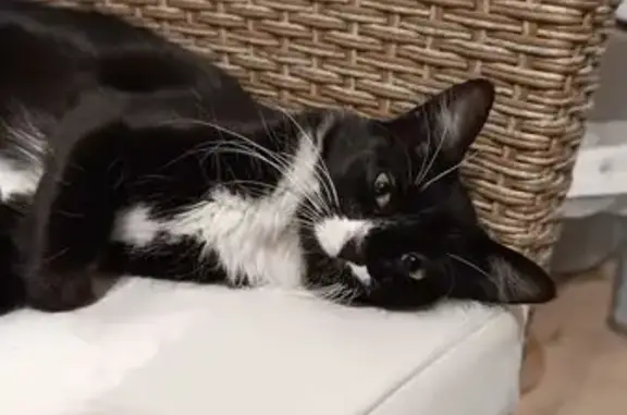 Se Busca: Gata Blanca y Negra Perdida en Zaragoza