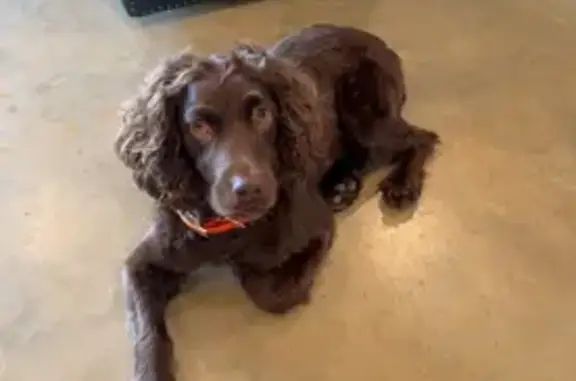 Lost Boykin: Dark Brown, Orange Collar