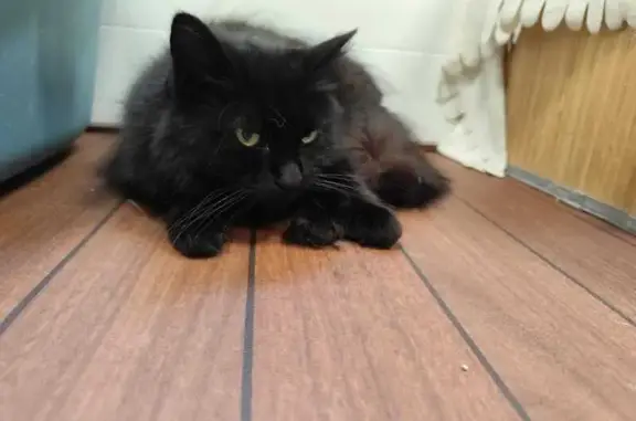 Chatte perdue à Pornic : Miaou, 7 ans - photo