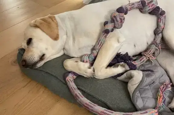 Lost Blonde Dog: Loves Belly Rubs!