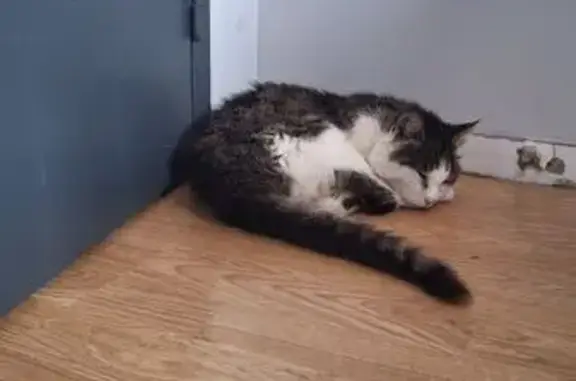 Animaux trouvés , photo: Chatte maigre non identifiée, Bosroumois