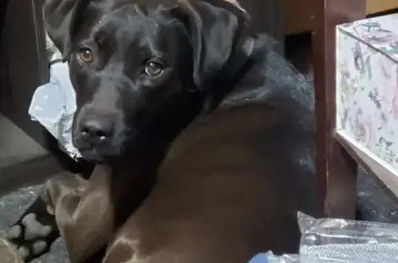 Lost Black Lab: Friendly, Glen Lyon