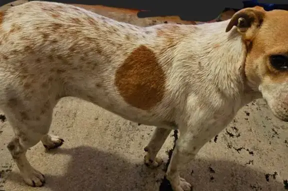 Found Terrier/Heeler Mix on Ph...