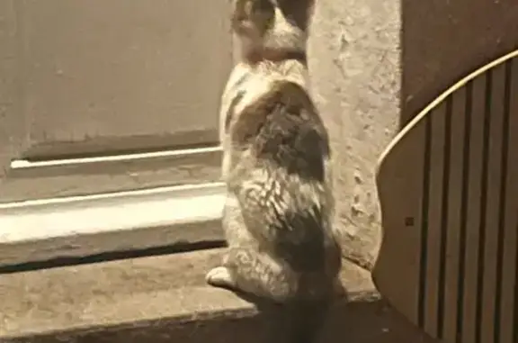 Animaux trouvés , photo: Chat trouvée Impasse des Corbières