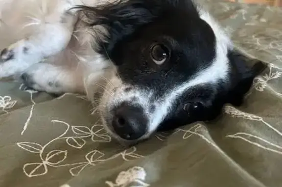 ¡Ayuda a encontrar a Phoebe, perrita perdida!