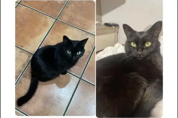 Gatos perdidos, , foto: Gata Negra Perdida en Montmeló: ¡Ayúdanos!