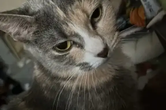 Lost Gray Cat Near East Main St, Norristown