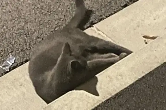 Chat trouvé Rue Baussonnet, Reims - photo