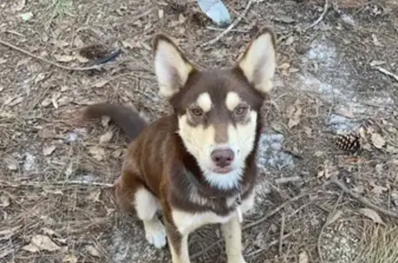 Missing dog Douglas, photo: Lost Dog Near Burger King on Leon St