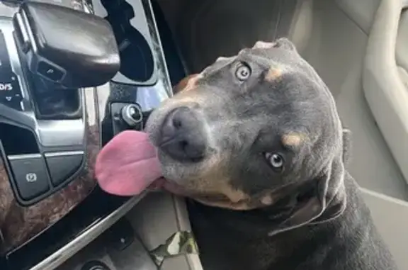 Lost Dog: Blue Brown Tri in Chamblee