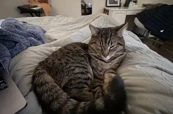Lost Brown Tabby Cat in Hamilton Area