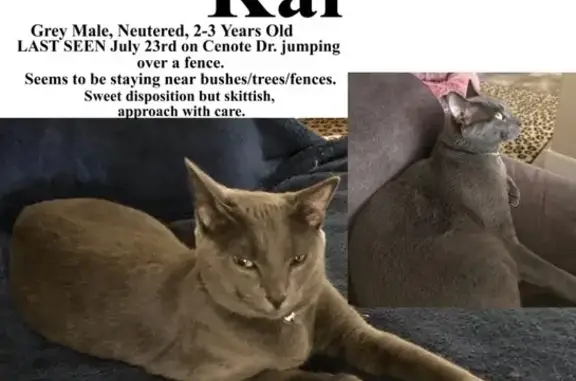 Help Find Kai: Lost Grey Cat in San Antonio