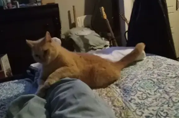 Missing cat Fort Smith, photo: Lost Cat: Yellow Ring Tail, Fort Smith