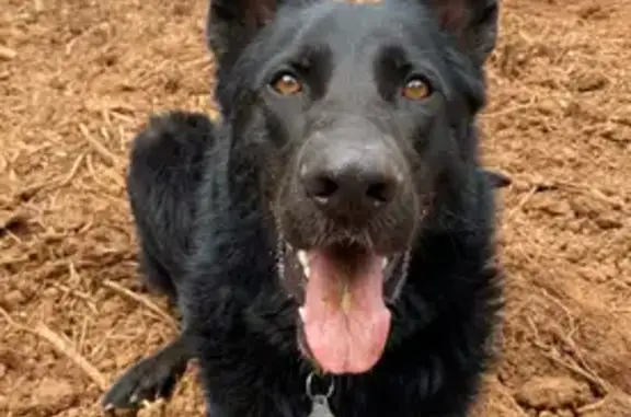Lost and found pets , photo: Missing: Black German Shepherd, 6 Yrs