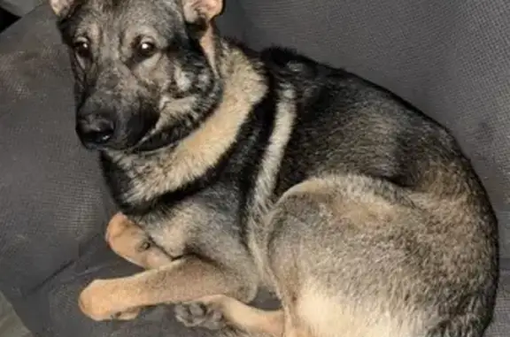 Lost and found pets , photo: Lost Dog: Black/Brown, Pink Collar, Syracuse