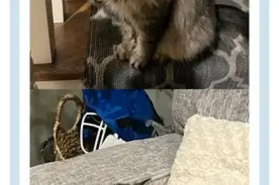 Lost Long-Haired Tabby in Overland Park
