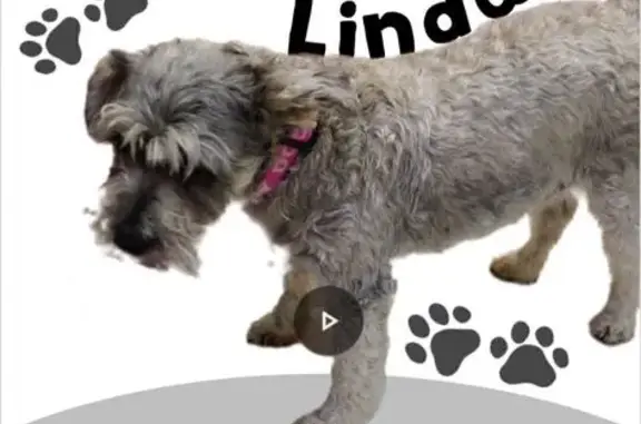 ¡Ayuda! Perrita Schnauzer Gris Perdida