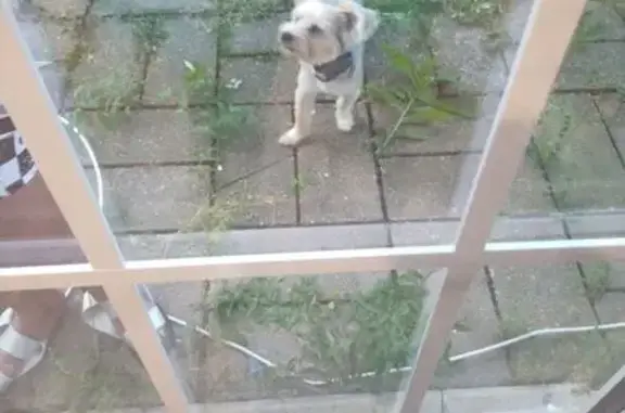 Lost Dog Alert: Alex Missing in NE DC