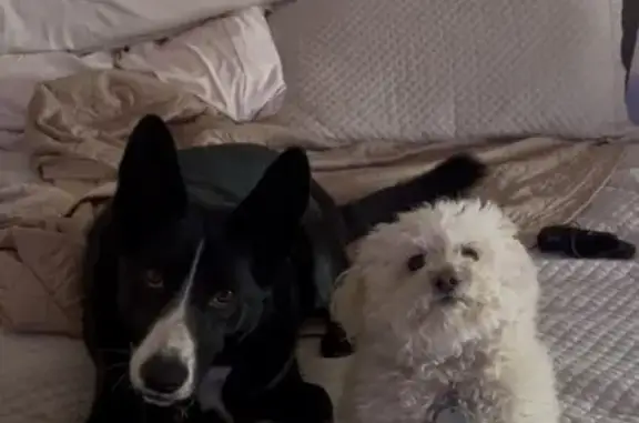 Lost Dog: Curly White Lucy in Glendale