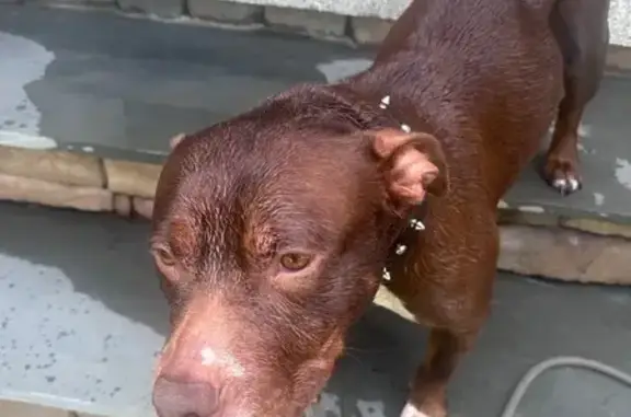 Lost and found pets , photo: Lost Dark Brown Dog - Please Help!