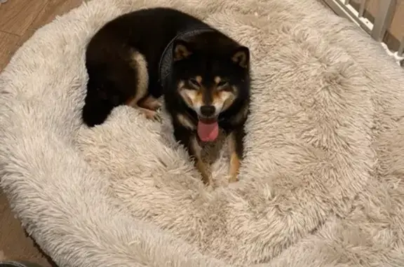Lost Dog on Arden St, Melbourne