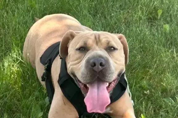 Lost Sharpei Pitbull Mix in Laporte, MN
