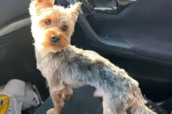 Lost Dog: Answers to Name & Spins